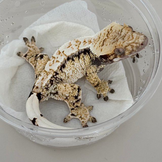 노멀 드리피 화이트스팟