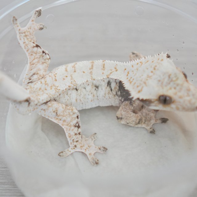 노멀 드리피 화이트스팟 젠젝스