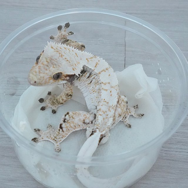 노멀 드리피 화이트스팟