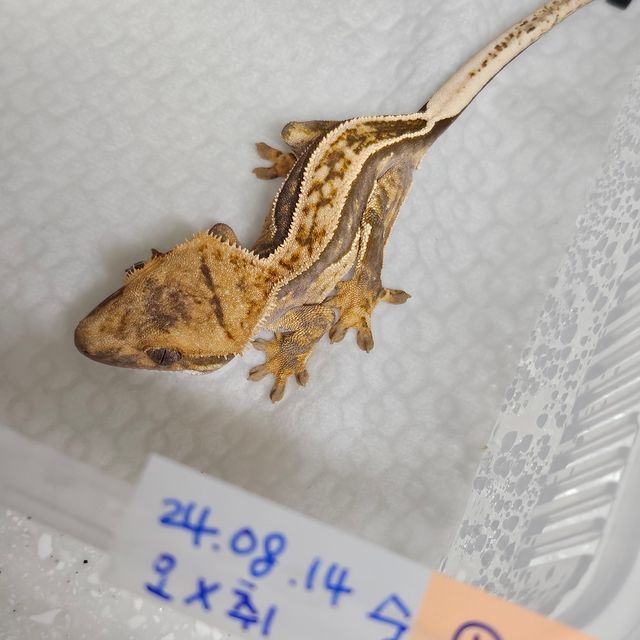풀핀 슈퍼스트라이프 다크 노멀 쿼드 엠티백