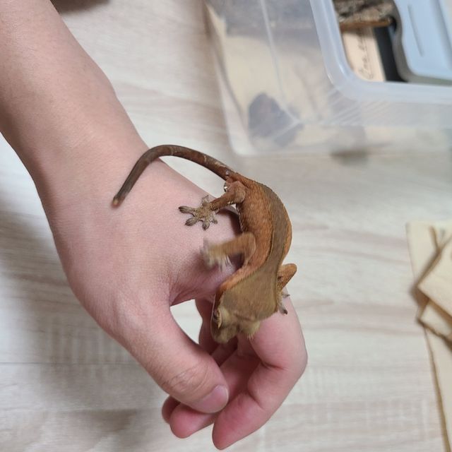 벅스킨 레드