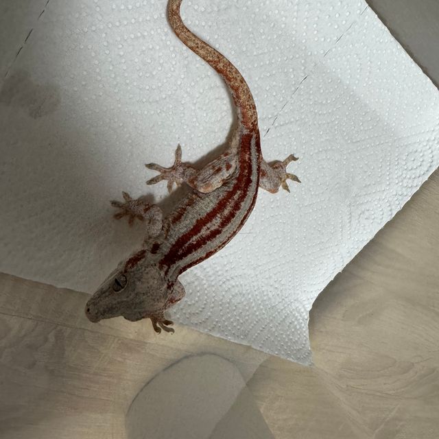 레드 오렌지 스트라이프