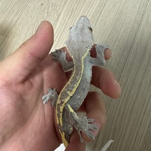 카푸치노