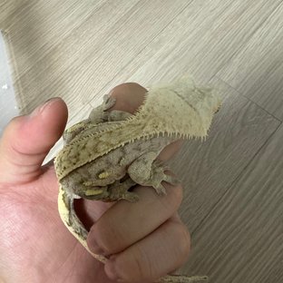 크림시클