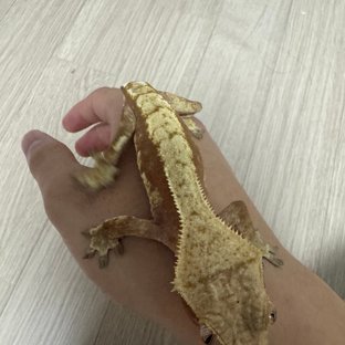 레드