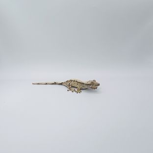노멀