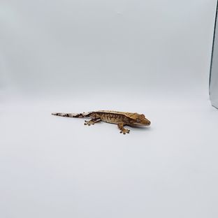 노멀