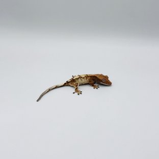 세이블