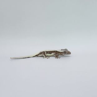 릴잔틱