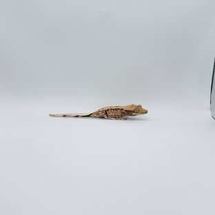 노멀