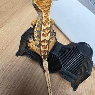 익스트림할리퀸 할리퀸 트라이