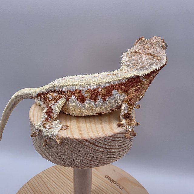 레드 릴리화이트