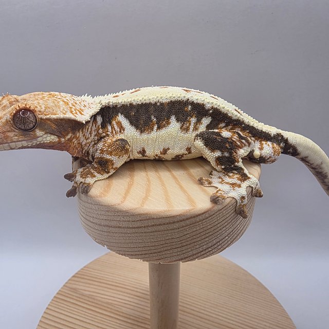 트라이 릴리화이트