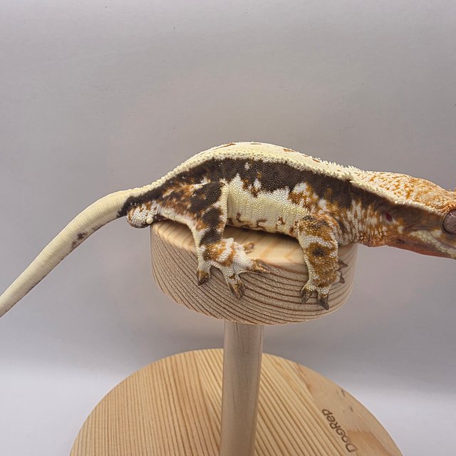 트라이 릴리화이트