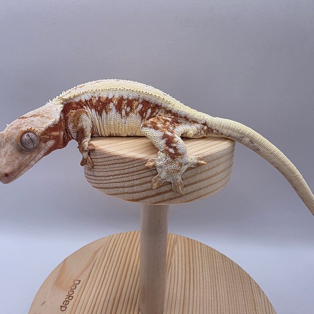 레드 릴리화이트