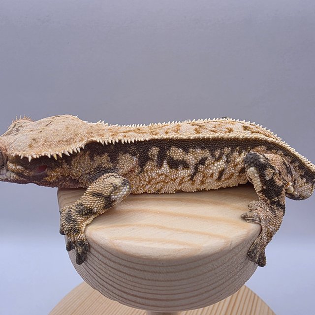 핀스트라이프 풀핀