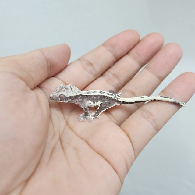 릴잔틱