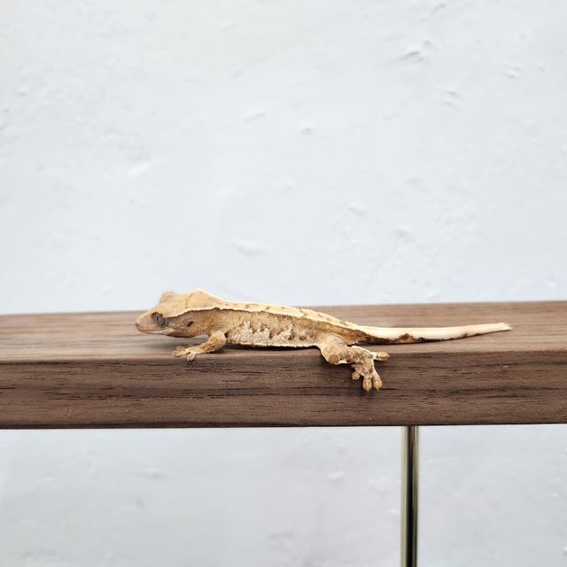 트라이