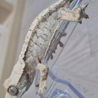 노멀 드리피 화이트스팟 화이트포트홀 화이트 트라이