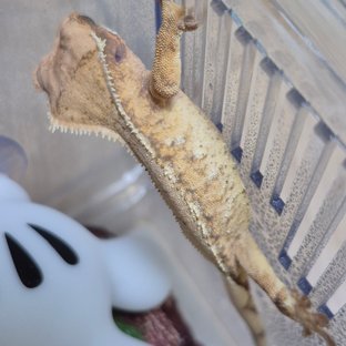 노멀 드리피 화이트스팟