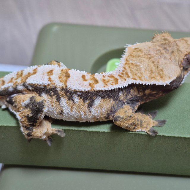 노멀 트라이 화이트스팟 텐저린 익스트림할리퀸