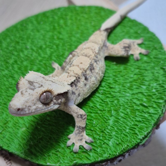 노멀 트라이 드리피 화이트스팟