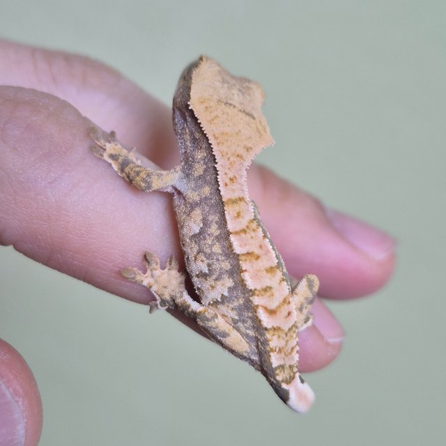 노멀 트라이 화이트스팟 텐저린