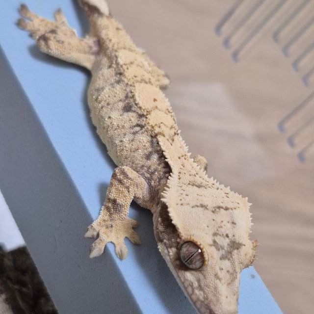 노멀 트라이 드리피 화이트스팟