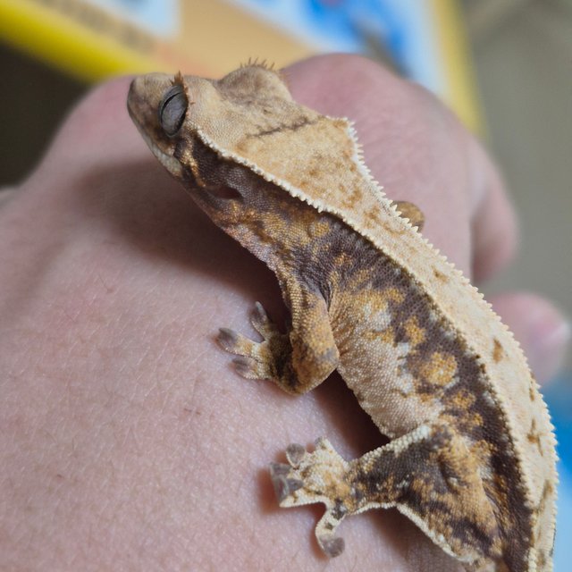 노멀 트라이 쿼드 드리피 화이트스팟 화이트크라운