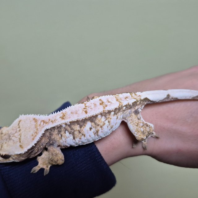 노멀 트라이 드리피 화이트스팟 화이트크라운 텐저린