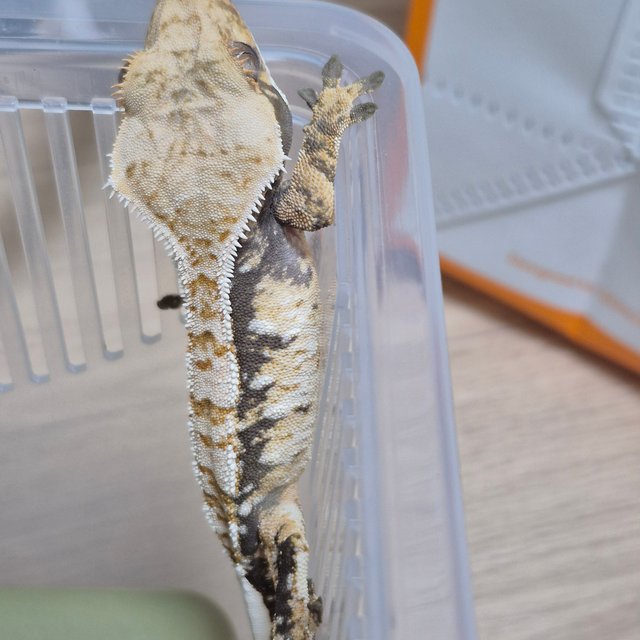 노멀 트라이 화이트스팟 텐저린