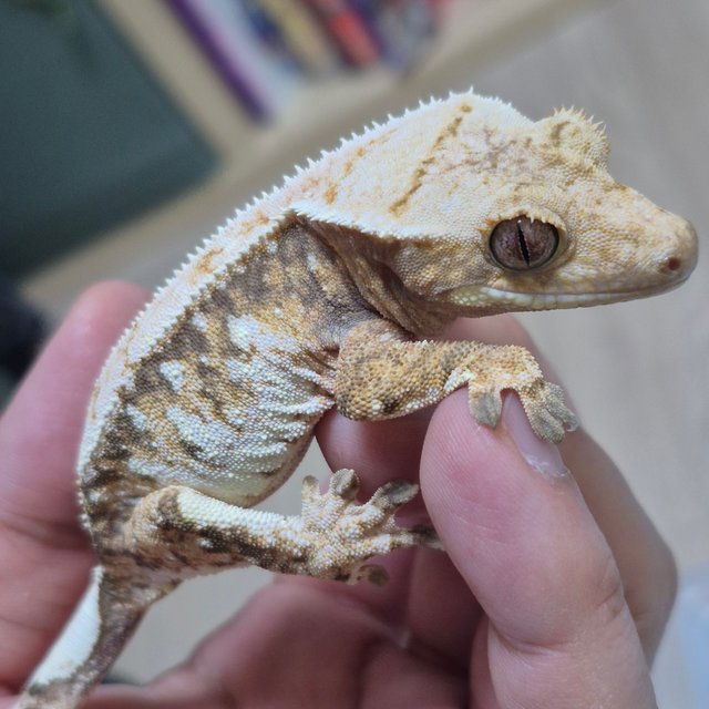 노멀 트라이 드리피 화이트스팟 화이트크라운 텐저린