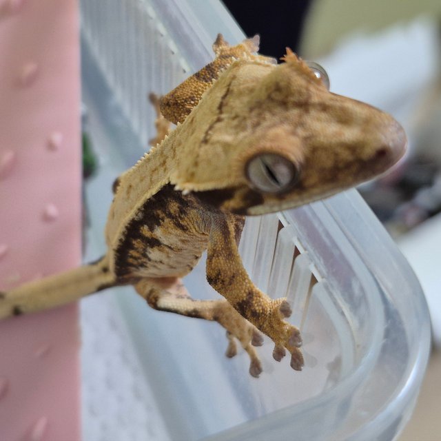 노멀 트라이 쿼드 드리피 화이트스팟 화이트크라운