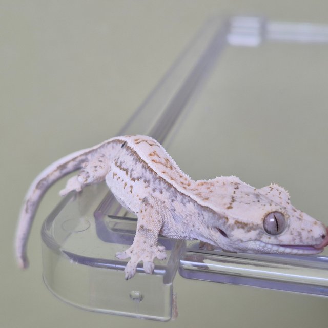 노멀 트라이 드리피 화이트스팟 풀핀 화이트핀