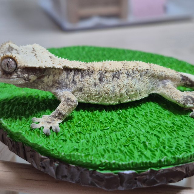 노멀 트라이 드리피 화이트스팟