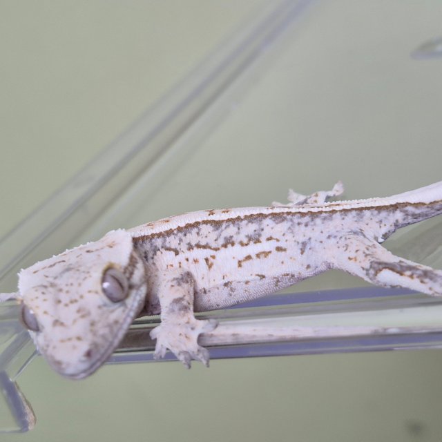 노멀 트라이 드리피 화이트스팟 풀핀 화이트핀