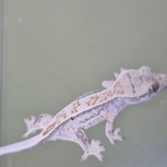 노멀 트라이 드리피 화이트스팟 풀핀 화이트핀