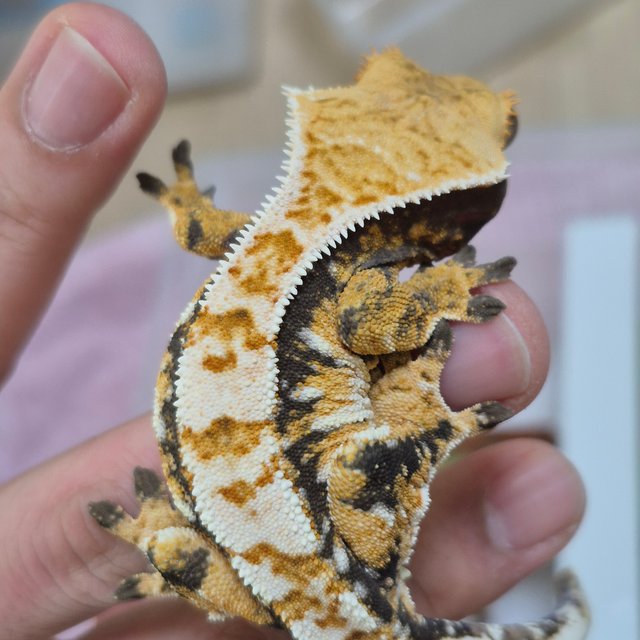 노멀 트라이 화이트스팟 텐저린 익스트림할리퀸