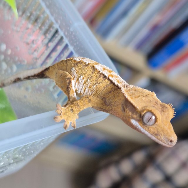 노멀 트라이 드리피 화이트스팟 텐저린