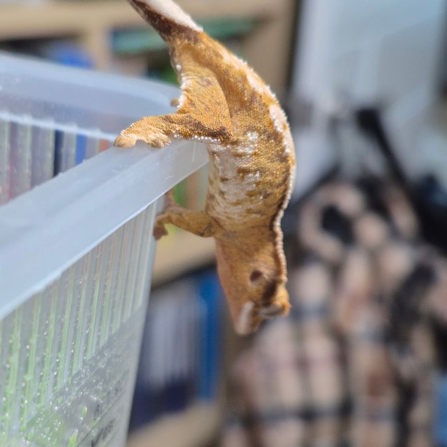 노멀 트라이 드리피 화이트스팟 텐저린