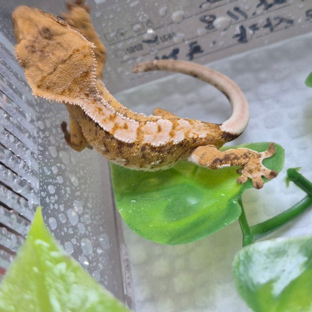 노멀 트라이 드리피 화이트스팟 텐저린