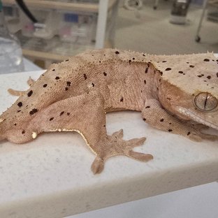 슈퍼달마시안 레드