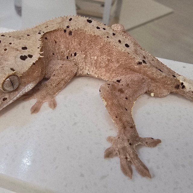 슈퍼달마시안 레드