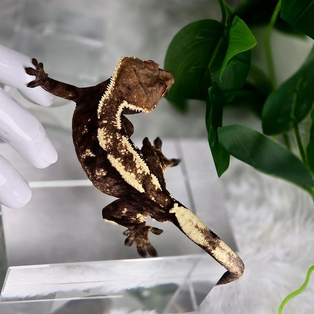 다크 세이블
