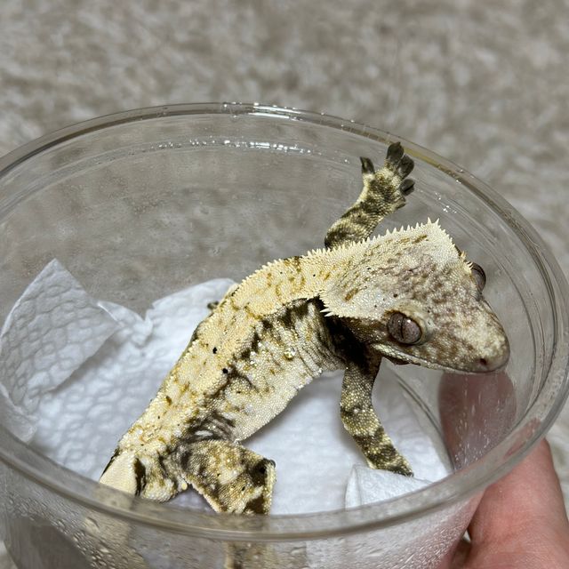노멀 트라이 드리피 화이트스팟 블랙 화이트