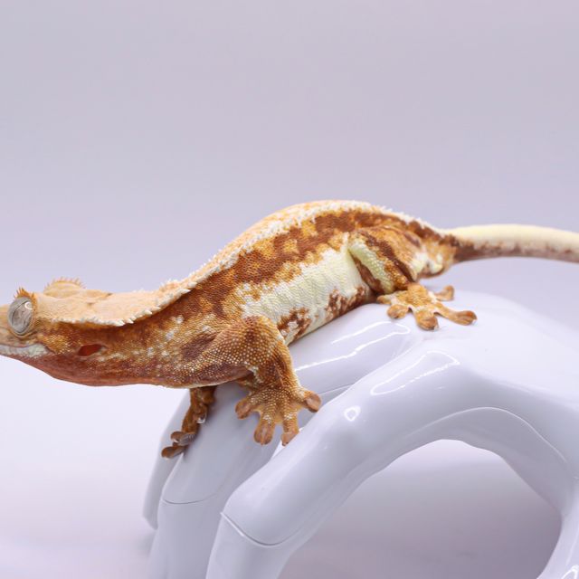 레드 릴리화이트