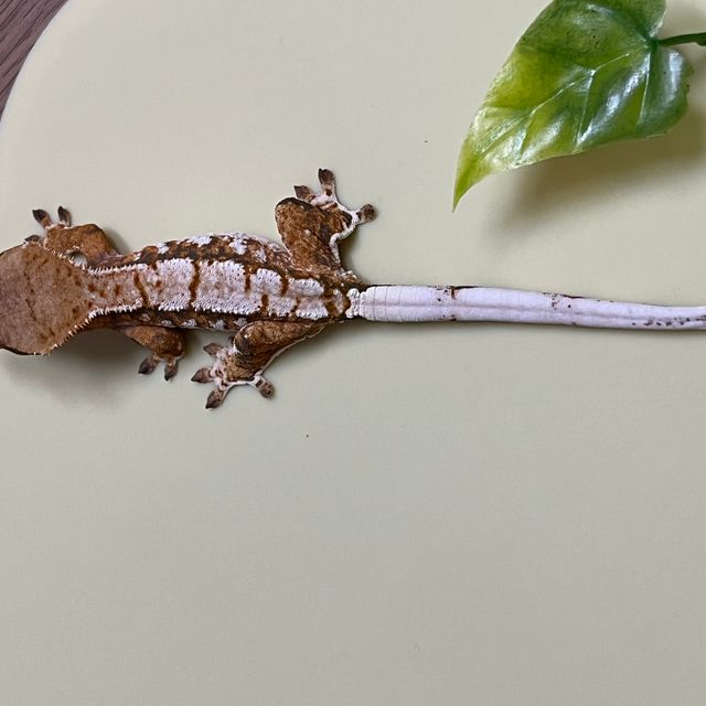 노멀 트라이 익스트림할리퀸 바브