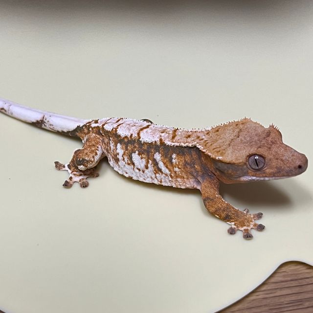 노멀 트라이 익스트림할리퀸 바브