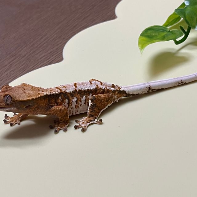 노멀 트라이 익스트림할리퀸 바브