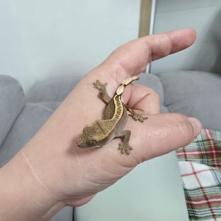 석양이